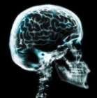 brain.jpg